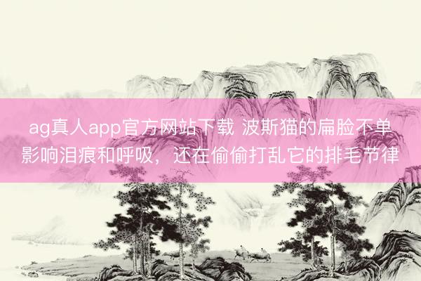 ag真人app官方网站下载 波斯猫的扁脸不单影响泪痕和呼吸，还在偷偷打乱它的排毛节律